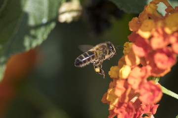 Abeille en vol qui butine du pollen, espèce en danger