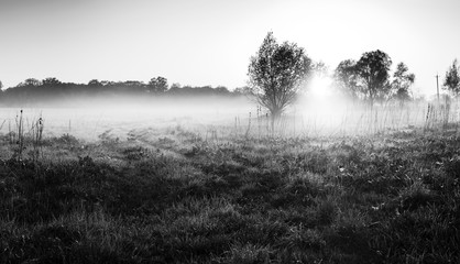 Fototapeta premium Road is overgrown with grass .at dawn. Sunny foggy morning.. Black and white photo