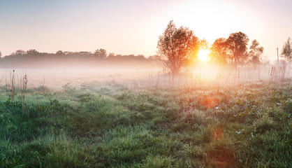 Prairie de campagne au matin brumeux. Herbe verte dans le brouillard. Paysage de printemps