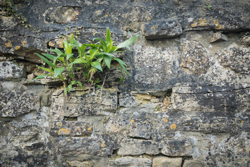 Small green shrub came out of rough limestone wall