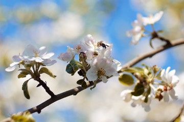 Apple tree blossom. Bee collecting nectar from white flowers on branch. Flowering season © arvitalya