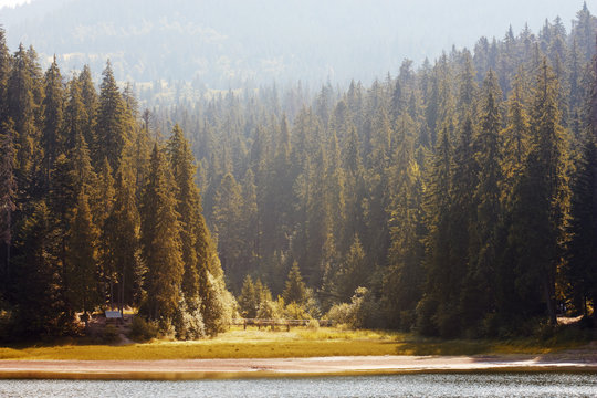 Fototapeta Landscape with mountain lake. High spruce on shore of beautiful lake. Reflections in water. Carpathian mountains