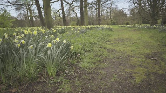 Flowers at a botanical garden