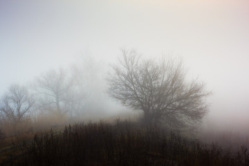 Obraz na płótnie Canvas Tree in fog. Landscape with silhouette of tree on hillside in heavy fog in morning. Sad spring mood