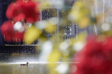 Duck in lake. Landscape with beautiful lake with fountain and pavilion. Blurred rose bushes. Sunny autumn day