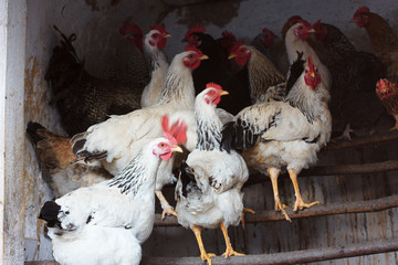 Chickens in henhouse. Herd of domestic birds in barn getting ready for bed. Portrait of beautiful chicken