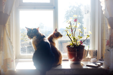 Cats and flowers on windowsill. Double portrait of beautiful cat and her kitten. Beautiful morning...