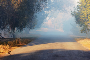 Rural landscape in mist. Road, illuminated by sun disappears in fog. Sunny autumn evening in village