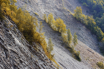Trees growing on landslide. Mountain landscape with forest and geological texture. Life after disaster