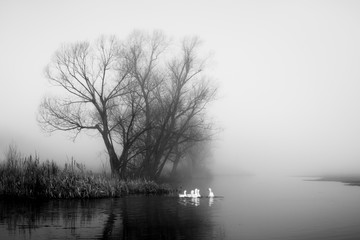 Geese in fog. Flock of birds swims near shore of river under trees. Beautiful spring landscape in morning. Reflections in water. Black and white photo.