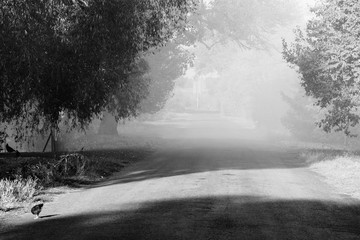 Rural landscape in mist. Road, illuminated by sun disappears in fog. Sunny autumn evening in village. Black and white photo