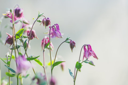 kleine bloemetjes in bloei