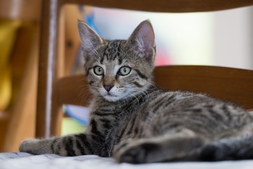 Getigertes Kätzchen