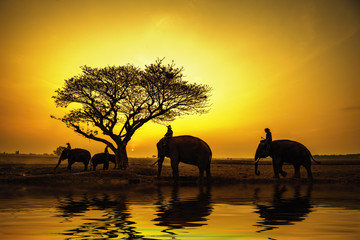 Naklejka na ściany i meble Silhouette of an elephants at safari.