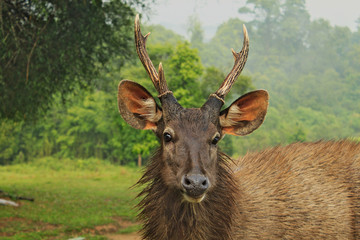 Naklejka na ściany i meble Head of wild dear looking straight in National Park in Thailand