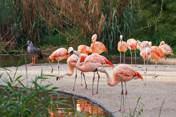 Pink flamingos drinking water from the river