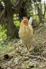 Rooster on the ground with dry leaves .