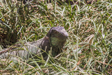 Green lizard hunting in grass