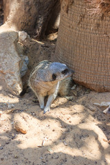 Meerkats sitting afternoon on sand under the sun