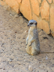meerkat standing afternoon on sand under the sun