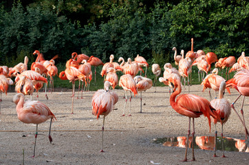 Fototapeta na wymiar Pink flamingos walking in open space