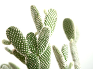 Close up green cactus isolated on white background (selective focus)