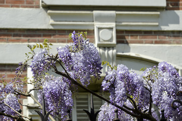 Glycine, wistaria spp.