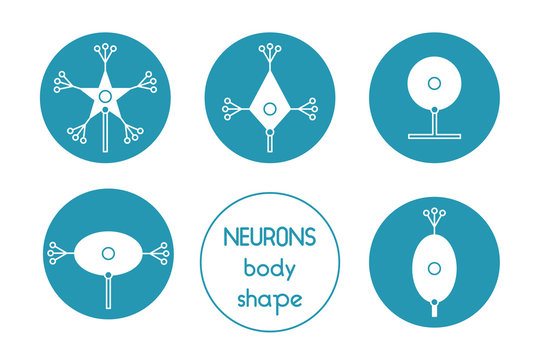 neurone cell body