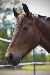 A closeup shot of a horse.