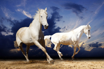 Obraz na płótnie Canvas running white horses