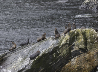 seal on rock coast in milforsound fiordland national park south