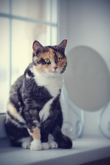 Cat at a window near a mirror.