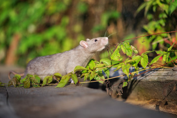 adorable little grey rat outdoors