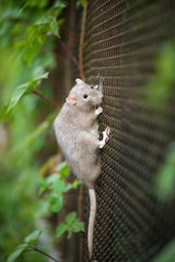grey pet rat on a fence outdoors