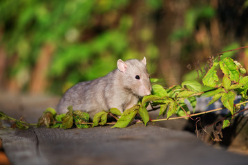 Naklejka na ściany i meble grey pet rat posing outdoors