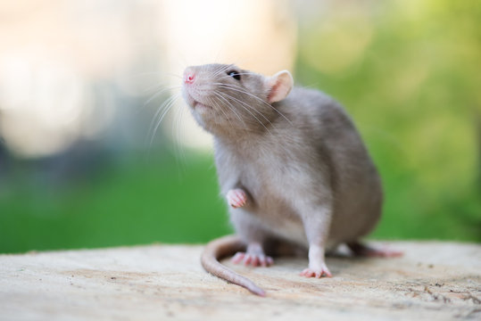 adorable grey pet rat posing outdoors Stock-Foto | Adobe Stock