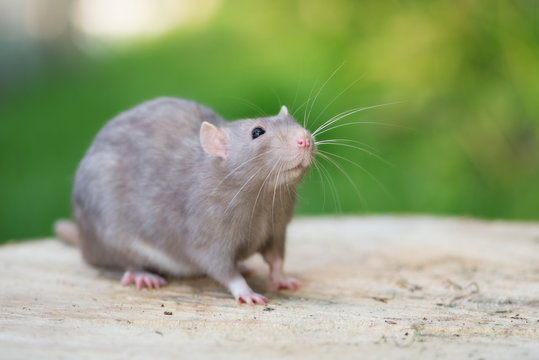 adorable grey pet rat posing outdoors