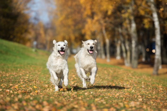 two happy golden retriever dogs running outdoors in autumn