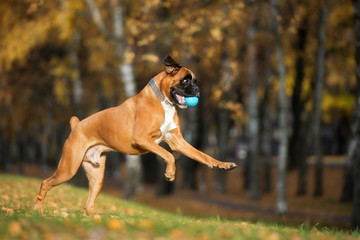 happy boxer dog playing outdoors in autumn
