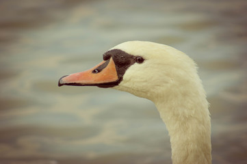 white swan in the river - vintage