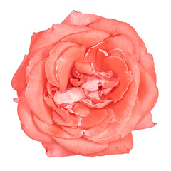 Pink rose isolated