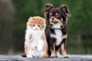 adorable fluffy kitten with a chihuahua dog posing outdoors together
