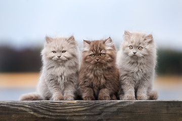 three fluffy kittens sitting together outdoors - obrazy, fototapety, plakaty