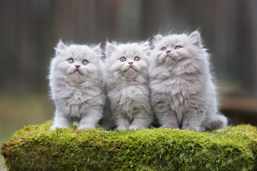 Naklejka na ściany i meble three adorable kittens sitting together