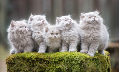 group of five kittens in the forest © otsphoto