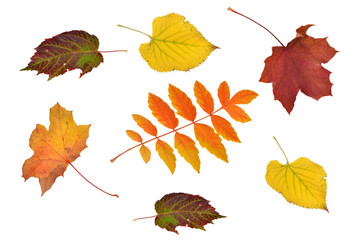 fallende Blätter, Herbst, Deko