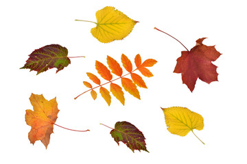 fallende Blätter, Herbst, Deko