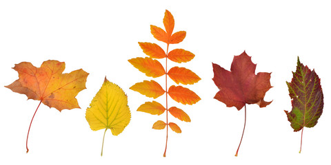 fallende Blätter, Herbst, Deko