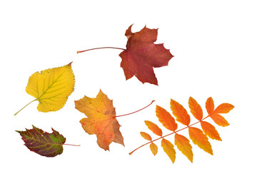 fallende Blätter, Herbst, Deko