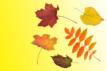 fallende Blätter, Herbst, Deko